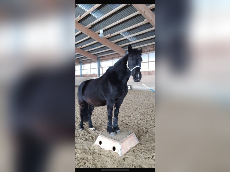 Welsh-D Stute 15 Jahre 148 cm Schwarzbrauner in Windeck