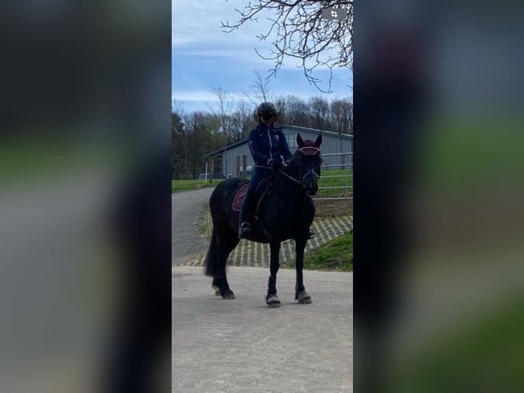 Welsh-D Stute 15 Jahre 148 cm Schwarzbrauner in Windeck