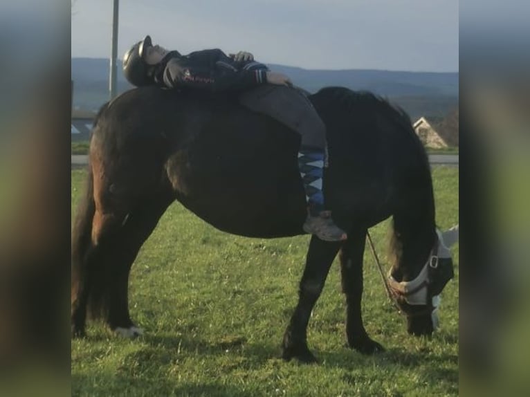 Welsh-D Stute 15 Jahre 148 cm Schwarzbrauner in Windeck