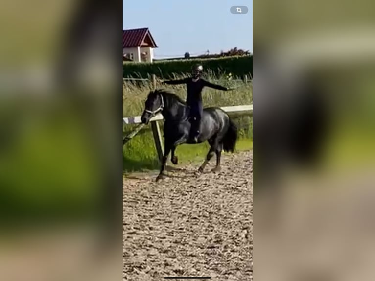 Welsh-D Stute 15 Jahre 148 cm Schwarzbrauner in Windeck