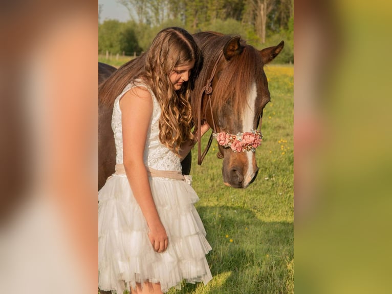 Welsh-D Stute 16 Jahre 141 cm Fuchs in Wolvertem