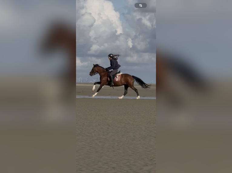 Welsh-D Mix Stute 16 Jahre 146 cm Brauner in Heide