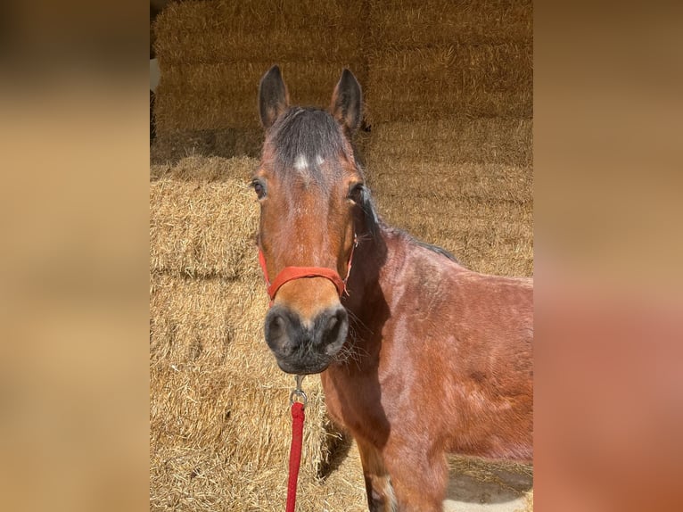 Welsh-D Stute 16 Jahre 152 cm Brauner in Pfronten
