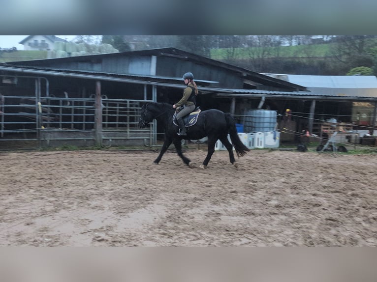 Welsh-D Stute 16 Jahre 152 cm Rappe in Morsbach