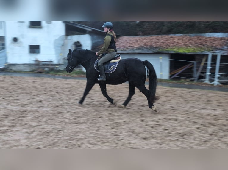 Welsh-D Stute 16 Jahre 152 cm Rappe in Morsbach