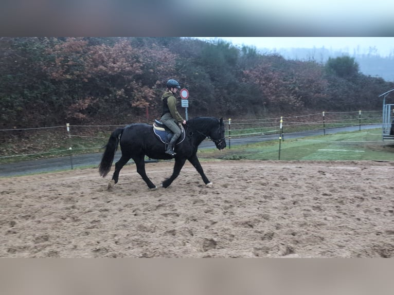 Welsh-D Stute 16 Jahre 152 cm Rappe in Morsbach