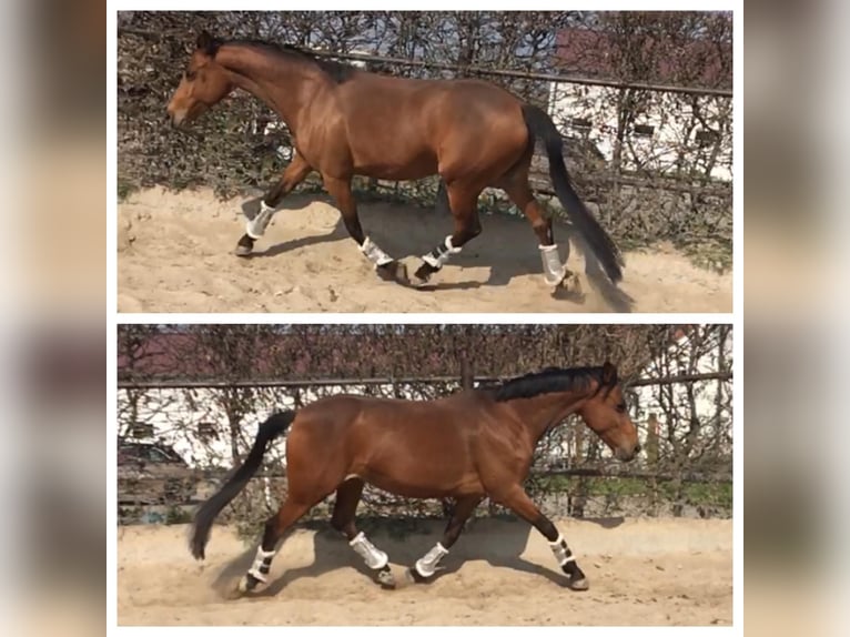Welsh-D Stute 17 Jahre 148 cm Rotbrauner in Ammersbek