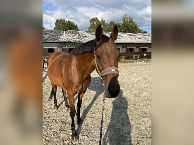 Welsh-D Stute 17 Jahre 148 cm Rotbrauner in Ammersbek