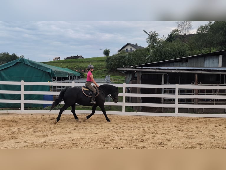 Welsh-D Stute 17 Jahre 150 cm Rappe in Morsbach