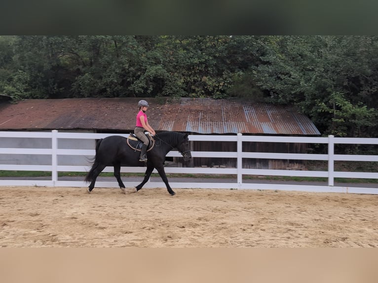 Welsh-D Stute 17 Jahre 150 cm Rappe in Morsbach