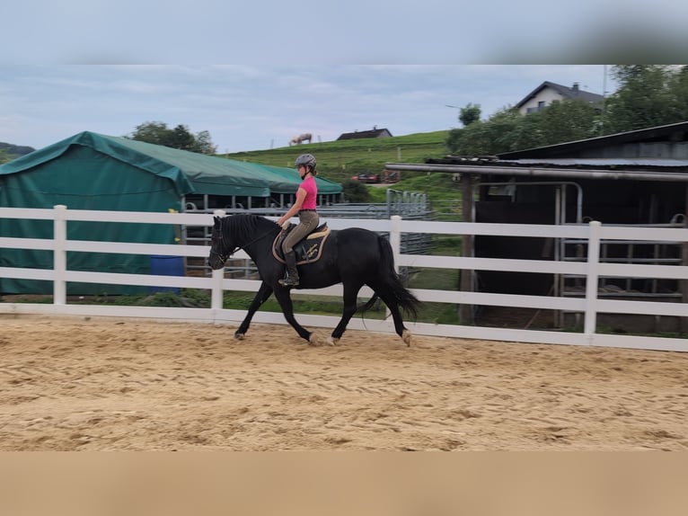 Welsh-D Stute 17 Jahre 150 cm Rappe in Morsbach