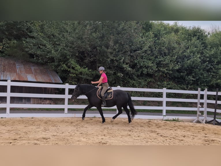 Welsh-D Stute 17 Jahre 150 cm Rappe in Morsbach