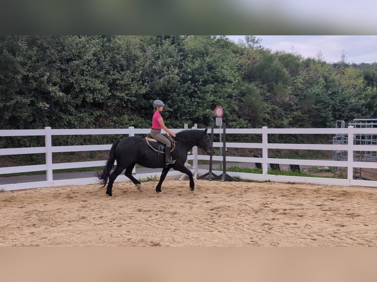 Welsh-D Stute 17 Jahre 150 cm Rappe in Morsbach