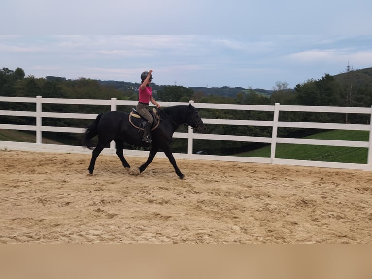 Welsh-D Stute 17 Jahre 150 cm Rappe in Morsbach