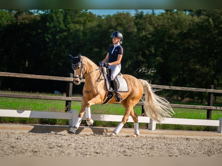 Welsh-D Stute 18 Jahre 148 cm Palomino in Wehl