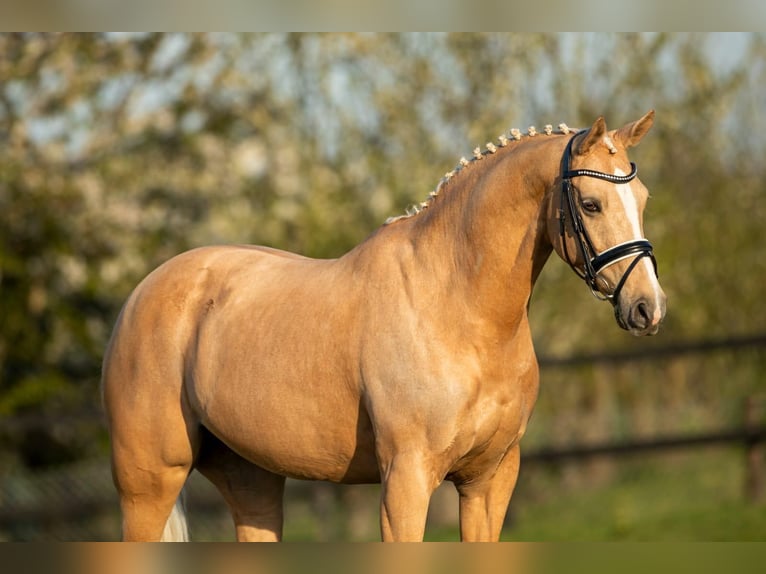 Welsh-D Stute 18 Jahre 148 cm Palomino in Wehl