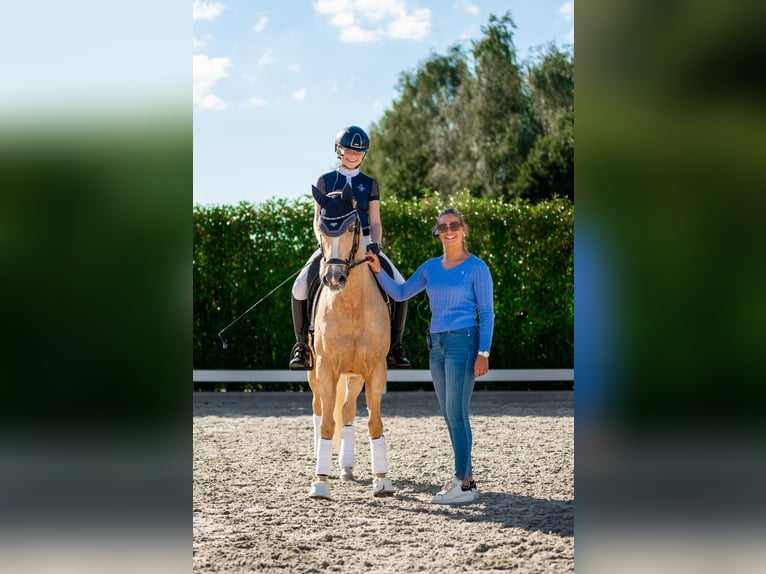 Welsh-D Stute 18 Jahre 148 cm Palomino in Wehl