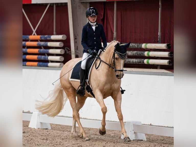 Welsh-D Stute 18 Jahre 148 cm Palomino in Wehl