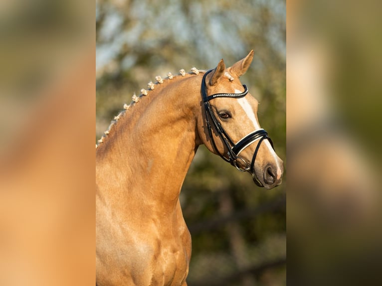 Welsh-D Stute 18 Jahre 148 cm Palomino in Wehl