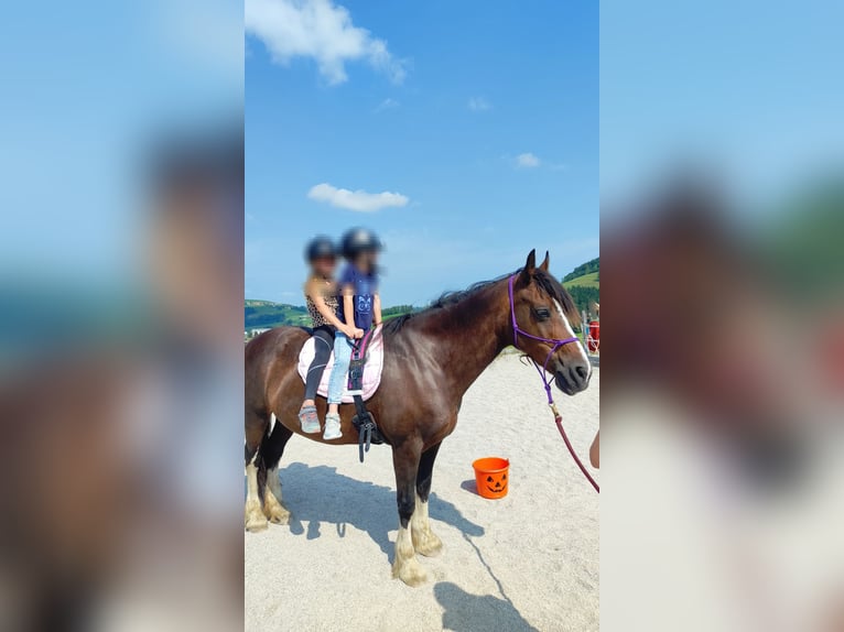 Welsh-D Stute 18 Jahre 150 cm Brauner in Neustiftgraben