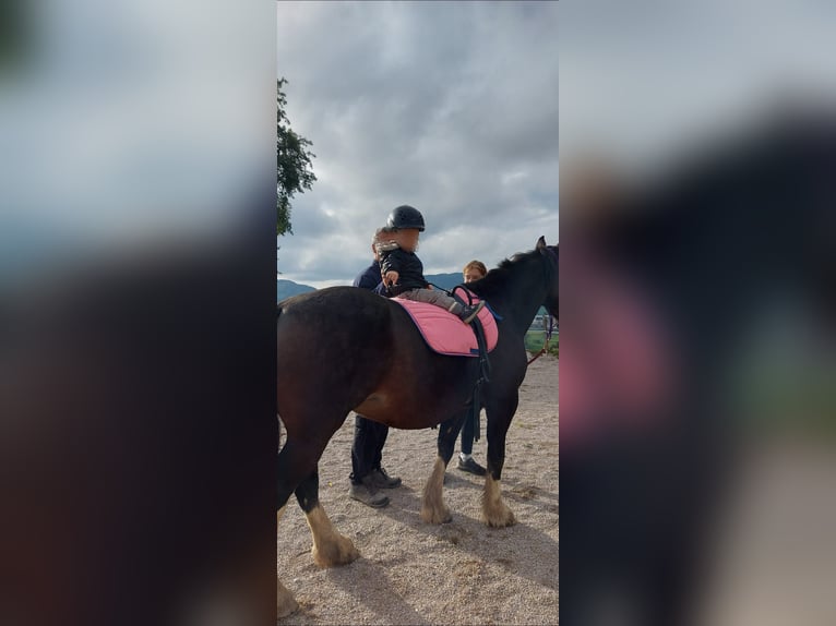 Welsh-D Stute 18 Jahre 150 cm Brauner in Neustiftgraben