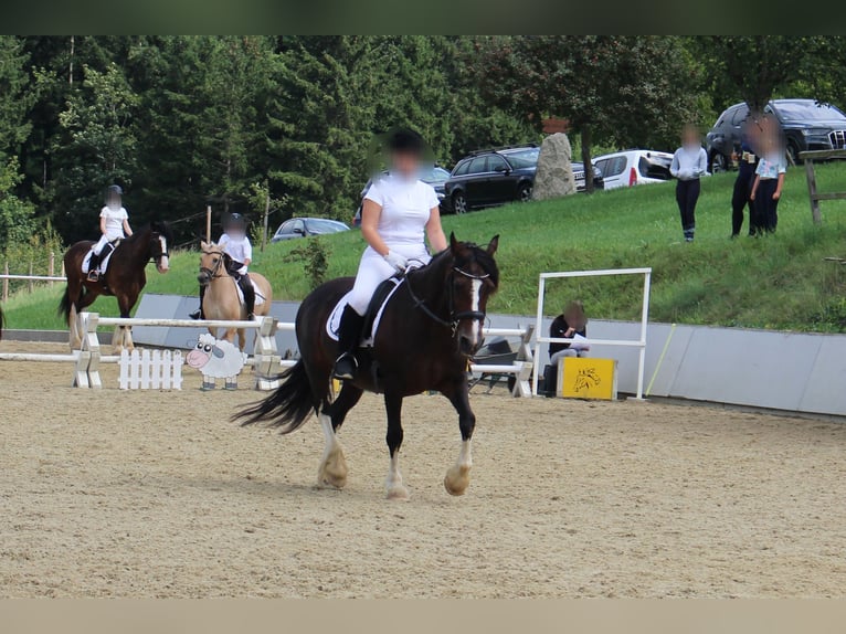 Welsh-D Stute 18 Jahre 150 cm Brauner in Neustiftgraben