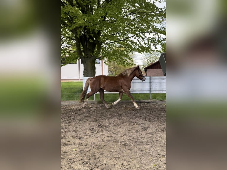 Welsh-D Stute 19 Jahre 142 cm Fuchs in Welver