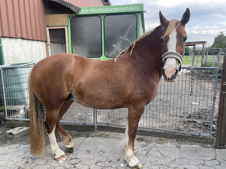 Welsh-D Stute 19 Jahre 142 cm Fuchs in Welver