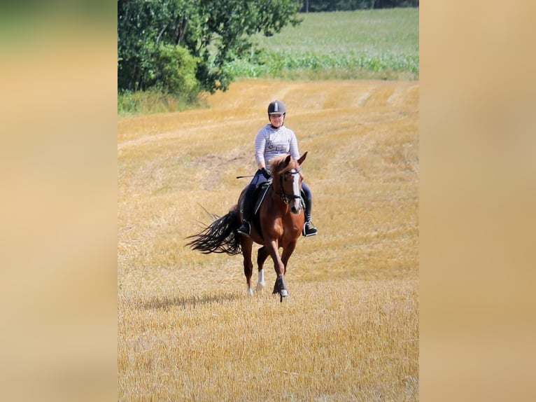 Welsh-D Stute 19 Jahre 150 cm Dunkelfuchs in Beckdorf