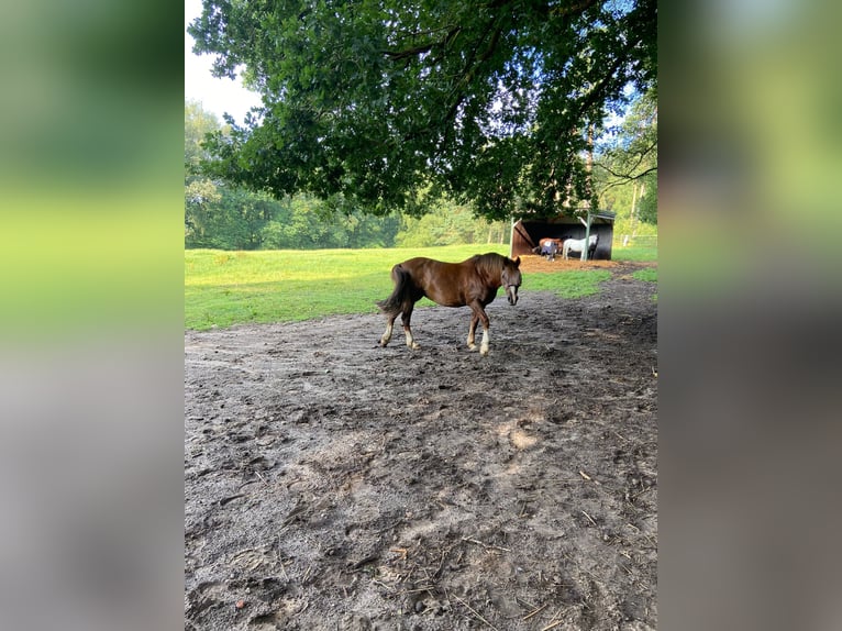 Welsh-D Stute 19 Jahre 150 cm Dunkelfuchs in Beckdorf