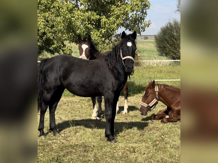 Welsh-D Mix Stute 1 Jahr 130 cm Rappe in Kleinschwabhausen