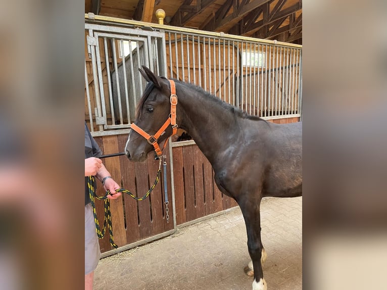 Welsh-D Stute 1 Jahr 150 cm Rappe in Atzesberg