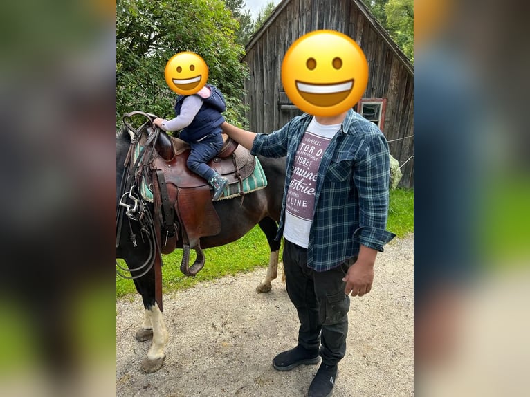 Welsh-D Mix Stute 20 Jahre 143 cm Rappe in Ratten