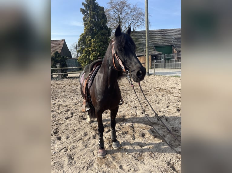 Welsh-D Stute 20 Jahre 150 cm Rappe in Moers
