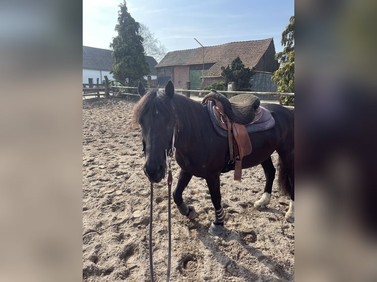 Welsh-D Stute 20 Jahre 150 cm Rappe in Moers