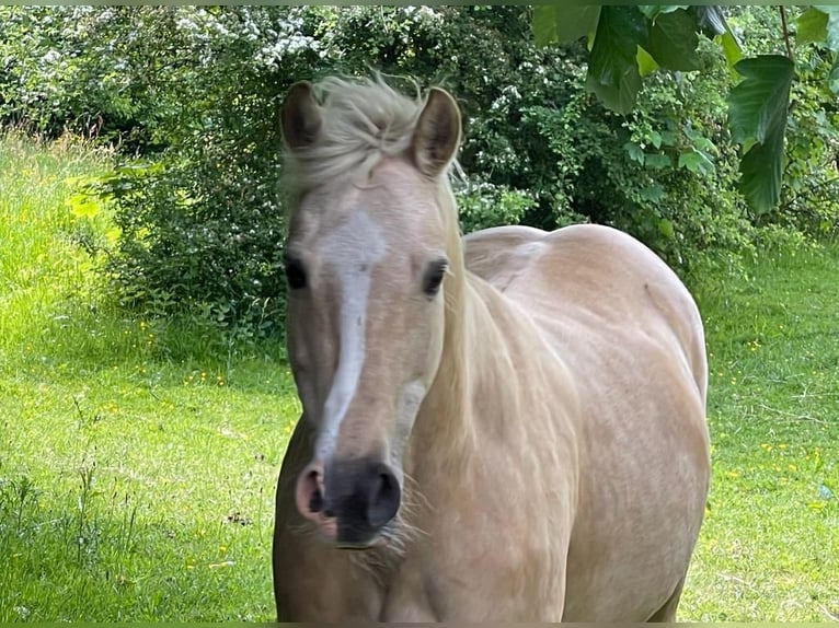 Welsh-D Stute 21 Jahre 145 cm Palomino in Husum