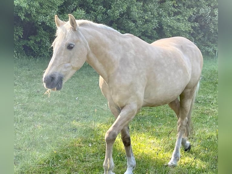 Welsh-D Stute 21 Jahre 145 cm Palomino in Husum