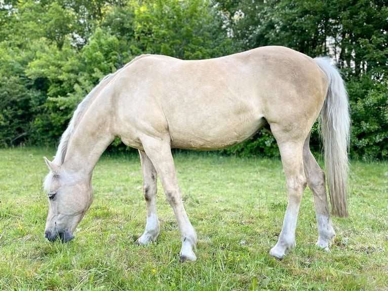 Welsh-D Stute 21 Jahre 145 cm Palomino in Husum