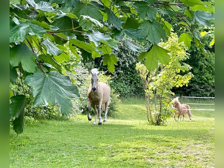 Welsh-D Stute 21 Jahre 145 cm Palomino in Husum