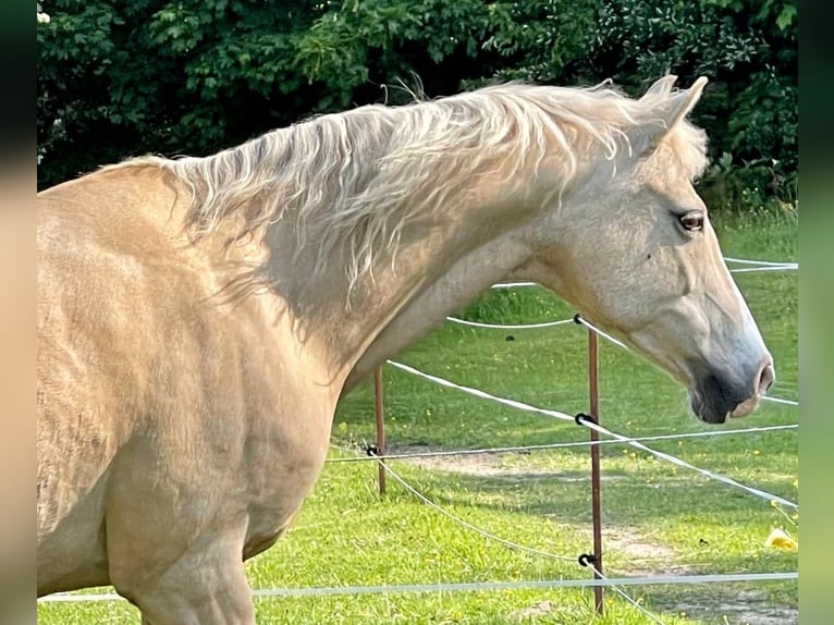 Welsh-D Stute 21 Jahre 145 cm Palomino in Husum