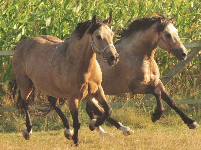 Welsh-D Stute 22 Jahre 147 cm Buckskin in Raisting
