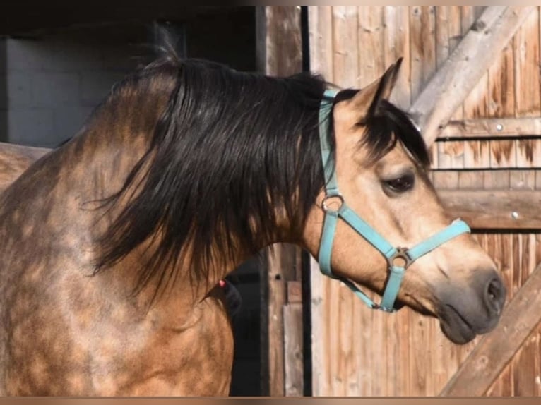 Welsh-D Stute 22 Jahre 147 cm Buckskin in Raisting
