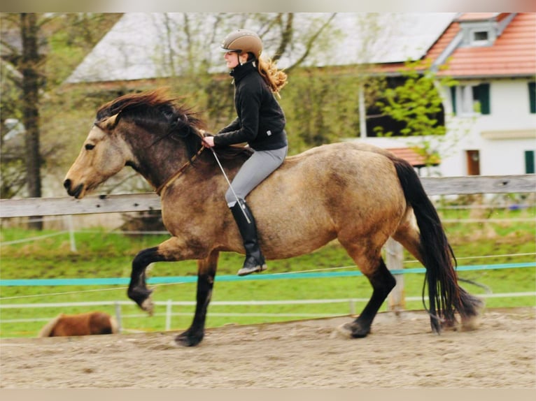 Welsh-D Stute 22 Jahre 147 cm Buckskin in Raisting