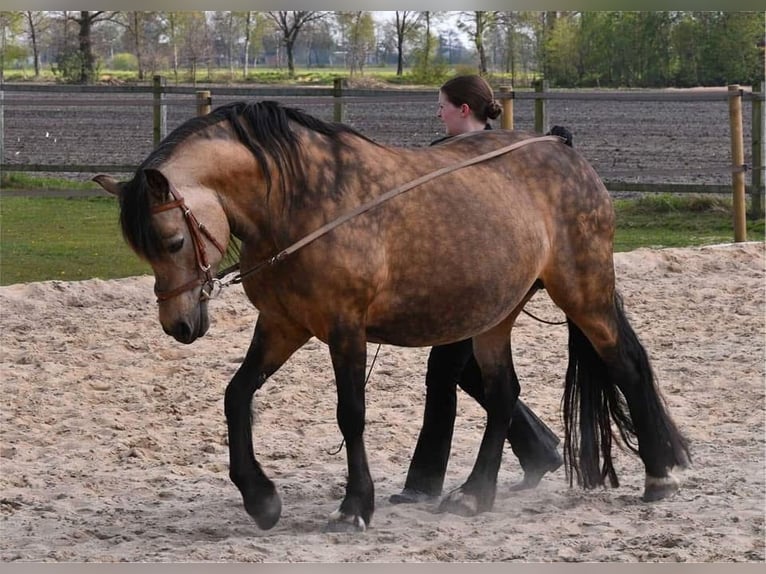 Welsh-D Stute 22 Jahre 147 cm Buckskin in Raisting