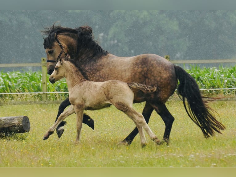Welsh-D Stute 22 Jahre 147 cm Buckskin in Raisting