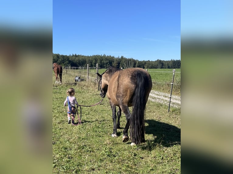 Welsh-D Stute 22 Jahre 147 cm Buckskin in Raisting