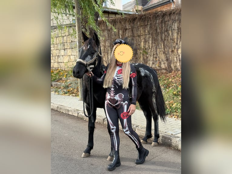 Welsh-D Mix Stute 2 Jahre 130 cm Rappe in Kleinschwabhausen