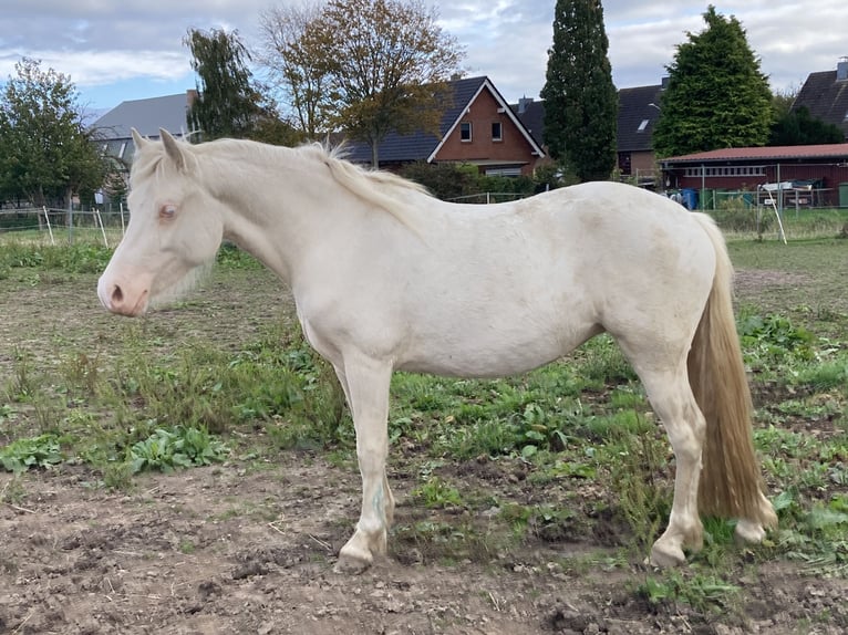 Welsh-D Stute 2 Jahre 142 cm Cremello in Panker