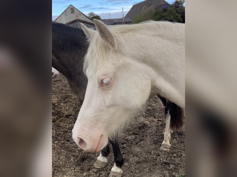Welsh-D Stute 2 Jahre 142 cm Cremello in Panker