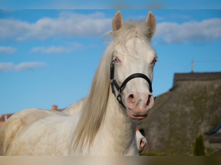 Welsh-D Stute 2 Jahre 142 cm Cremello in Panker